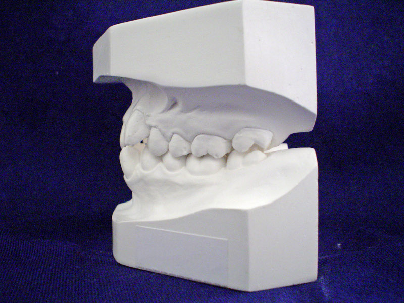 Ortodonta